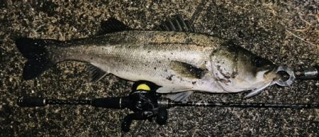 ベイトフィネスでシーバスリベンジ!