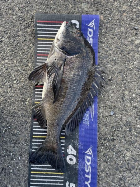 イチノ兄弟、釣果!