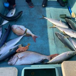 蒲生田沖でサワラ