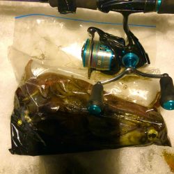 ヤリイカ急に渋い