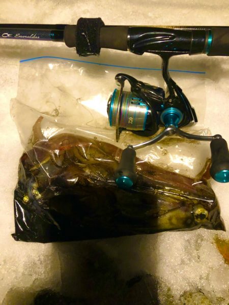 ヤリイカ急に渋い