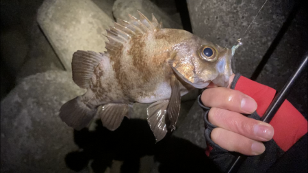 アワジング投稿再開します!