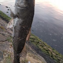 シーバスボラボラボラ