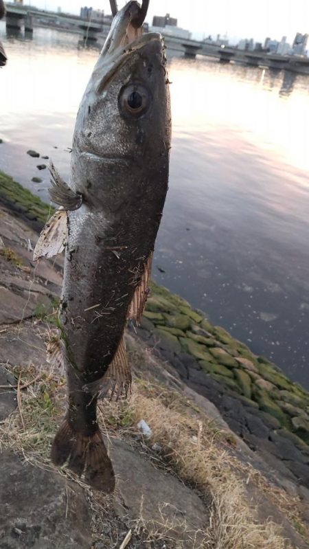 シーバスボラボラボラ