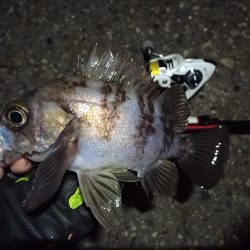 2022/02/03 南港ライトゲーム釣行