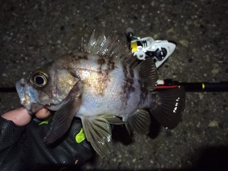 2022/02/03 南港ライトゲーム釣行