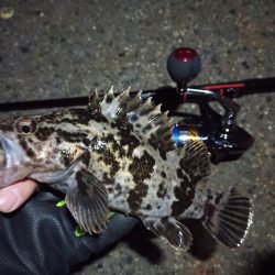 2022/02/07 南港ライトゲーム釣行