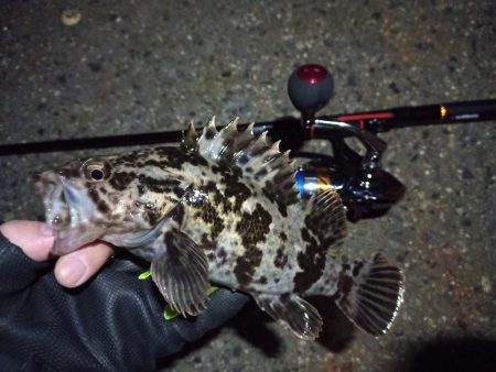 2022/02/07 南港ライトゲーム釣行