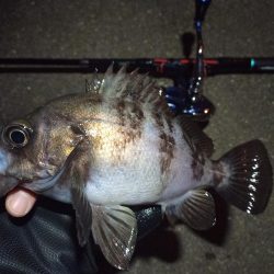 2022/02/09 南港ライトゲーム釣行