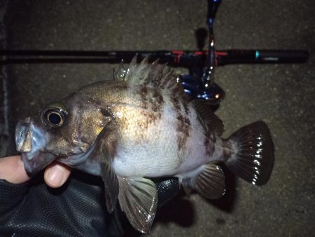 2022/02/09 南港ライトゲーム釣行