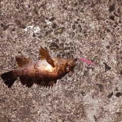 プラグでゲット