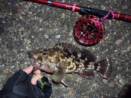 2022/02/20 南港ヘチ釣り釣行