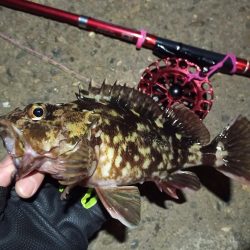 2022/02/26 南港ヘチ釣り釣行