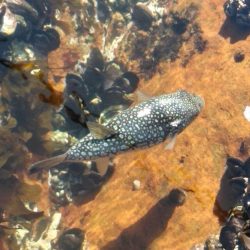 フカセ‥最高ですネ・・