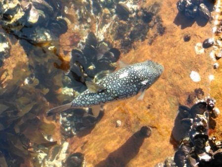 フカセ‥最高ですネ・・