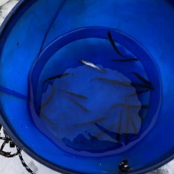 余呉湖ワカサギ釣り