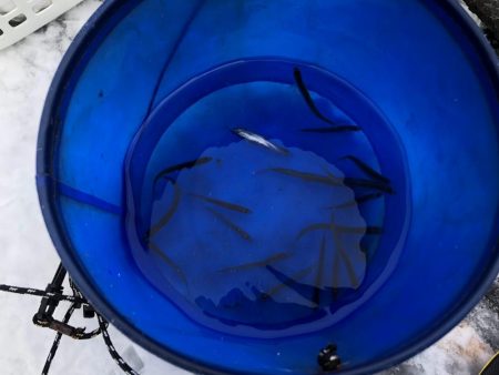 余呉湖ワカサギ釣り