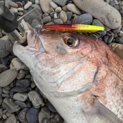 ヒラメ狙いで、まさかの…