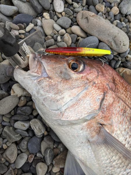 ヒラメ狙いで、まさかの…