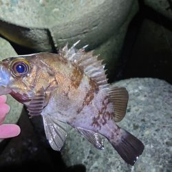 メバリングリベンジ