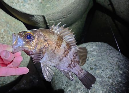 メバリングリベンジ