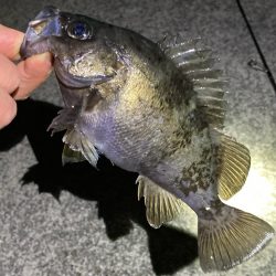 腹パンメバルと良型ガシラ