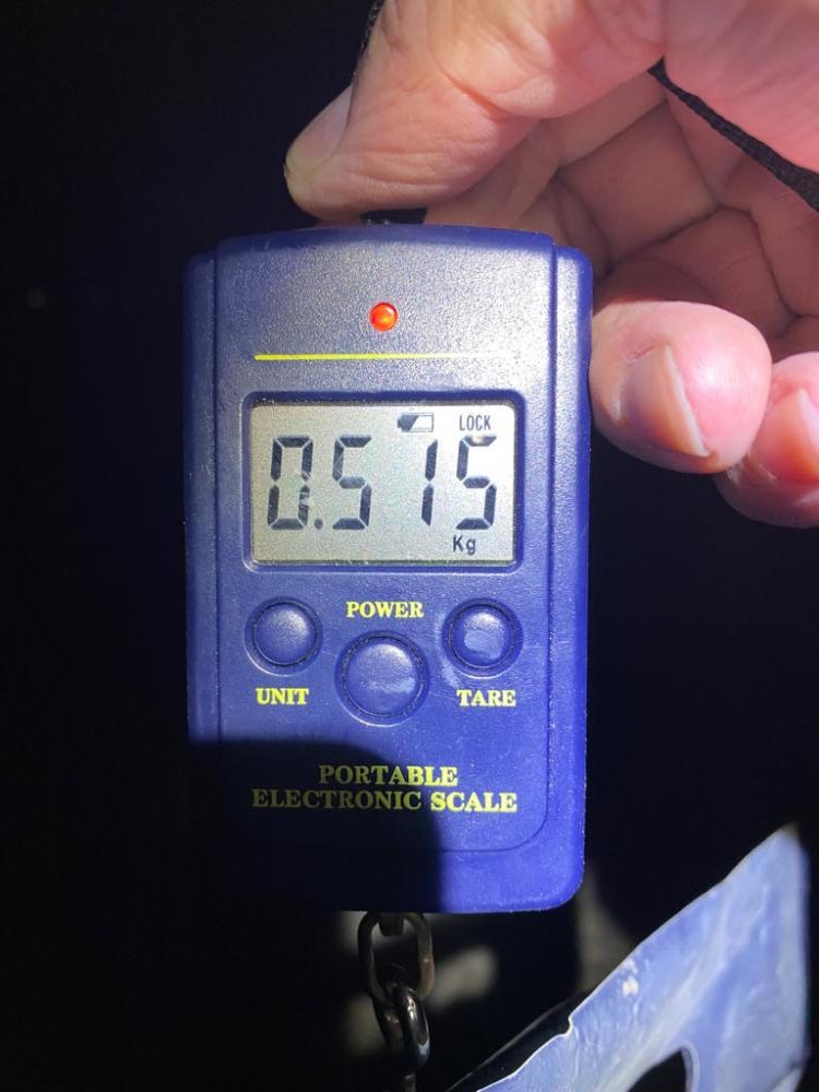 バースデーアオリイカ頂きました〜！