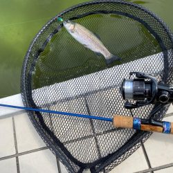 かめプー放流日