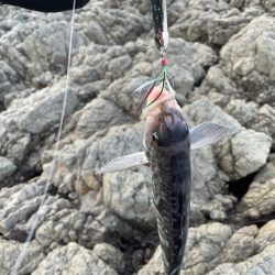 ホッケ祭り開催中！