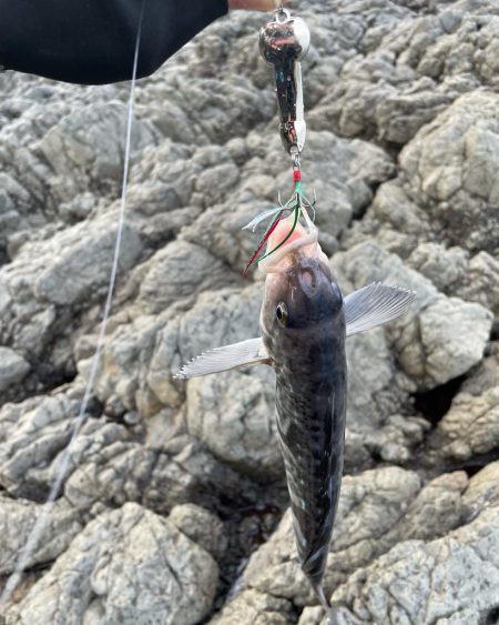 ホッケ祭り開催中！
