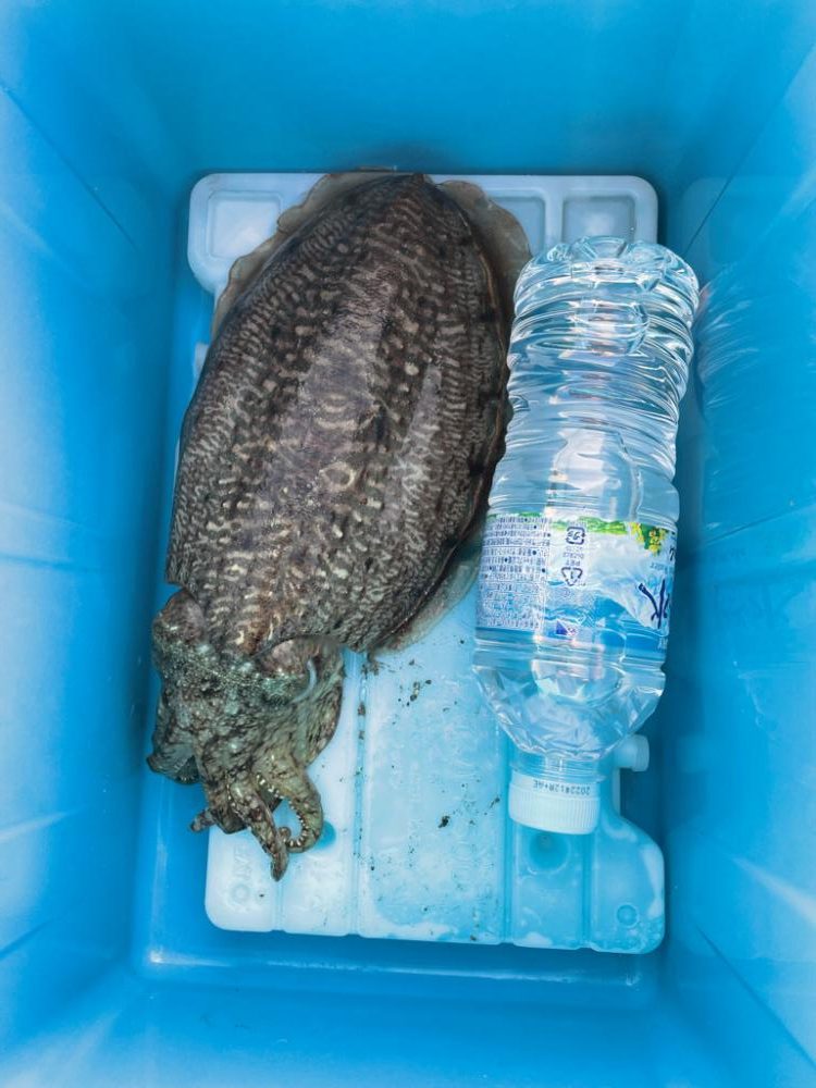 癒しのエギング