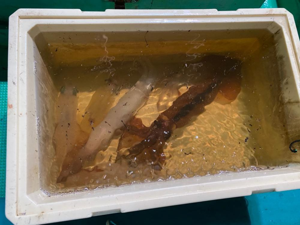 冬のイカメタル