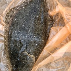 久しぶりのヒラメ