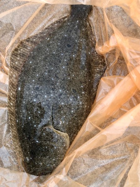 久しぶりのヒラメ