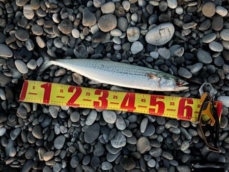 サゴシはキラキラがお好き？