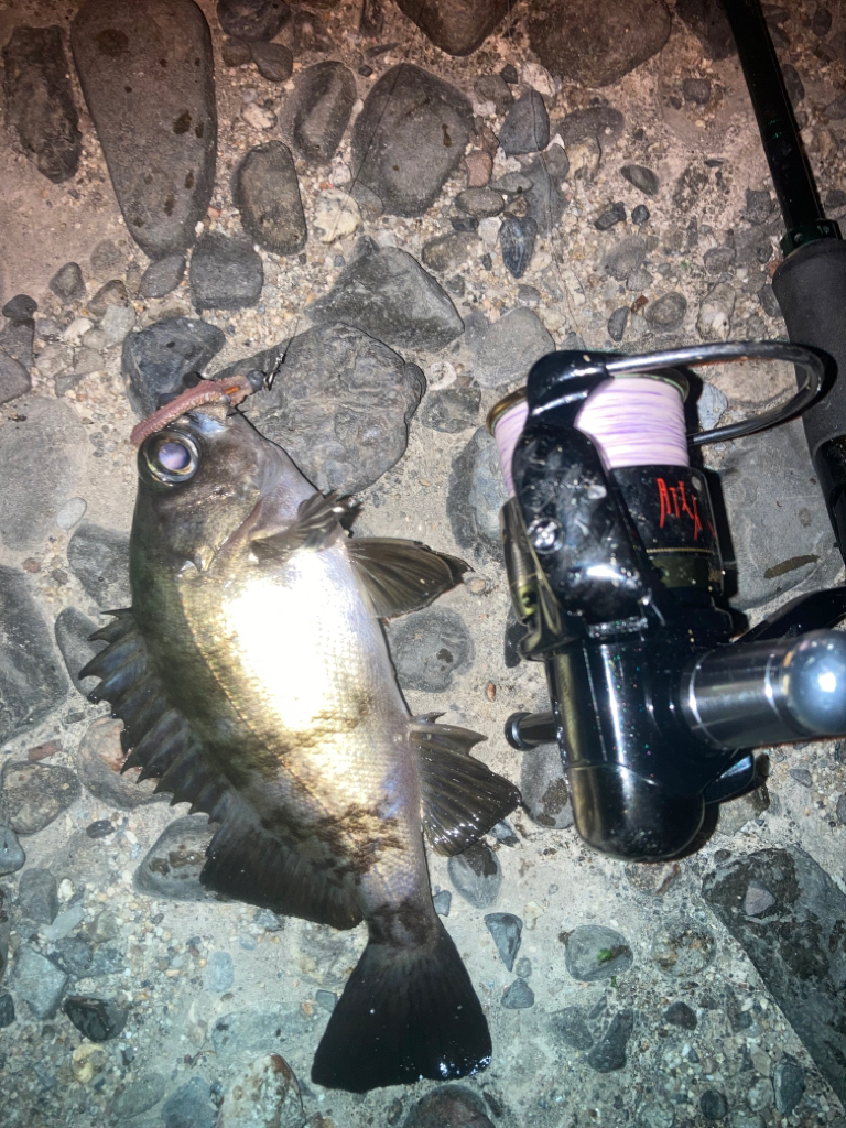 虫ヘッドでメバリング