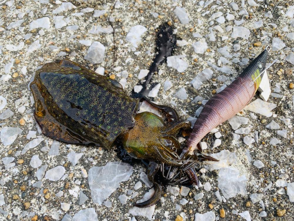 【天草】エギング・アジング　渋くも小型に遊んでもらった１日