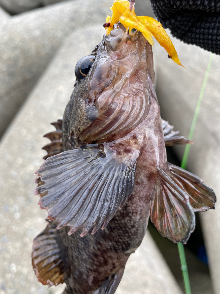 厳しい穴釣り#5