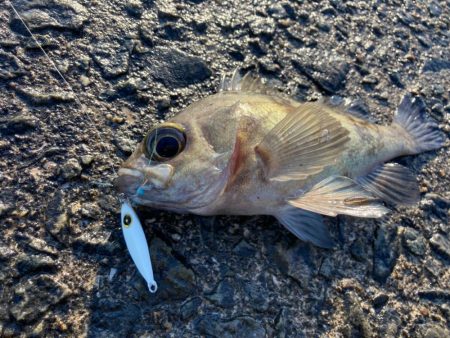 岸和田沖一文字でメバリングゲーム