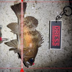 癒しのメバリング