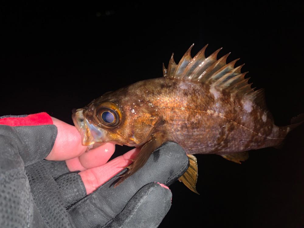 ライトゲーム釣行