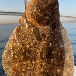 ヒラメ釣れました！