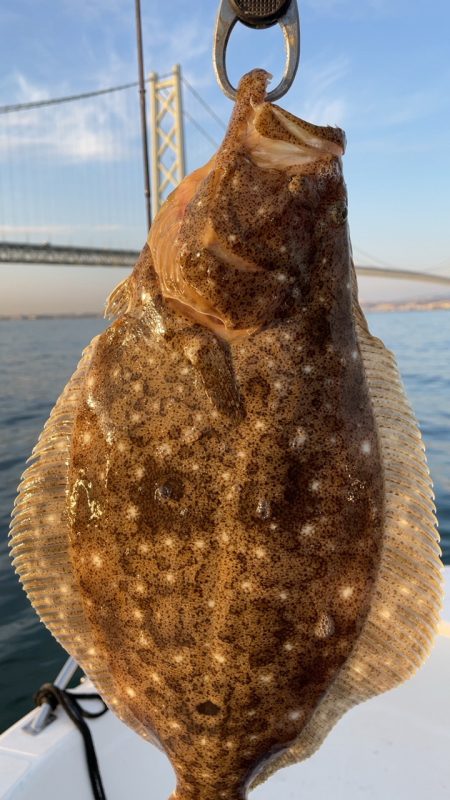 ヒラメ釣れました！