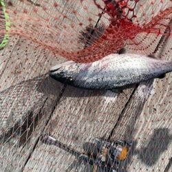 釣堀海恵の釣果