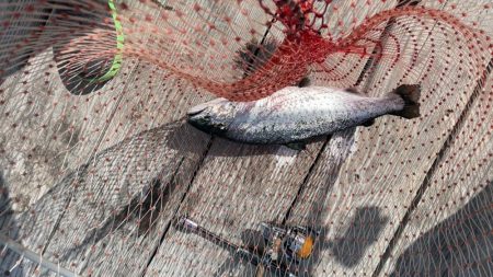 釣堀海恵の釣果