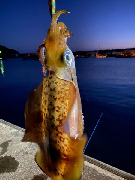 バレンタイン⭐︎アオリイカ