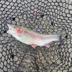 今年初トラウト！