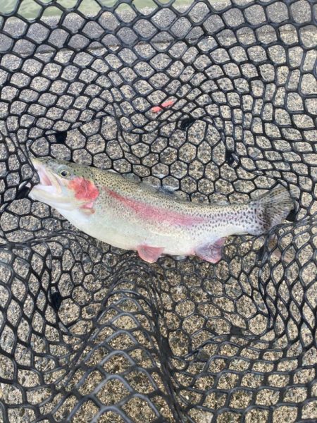 今年初トラウト！