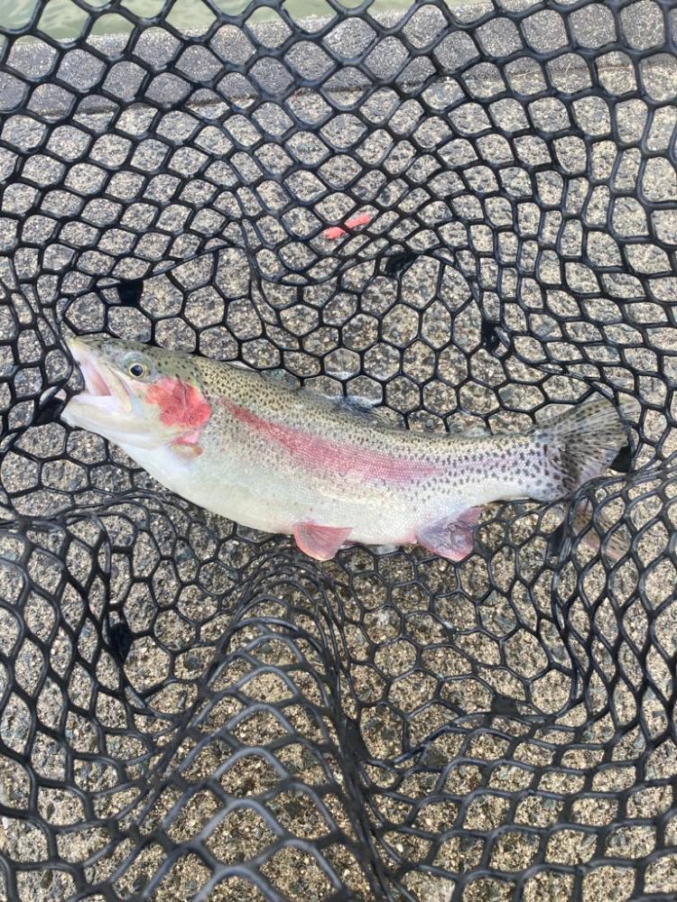 今年初トラウト!