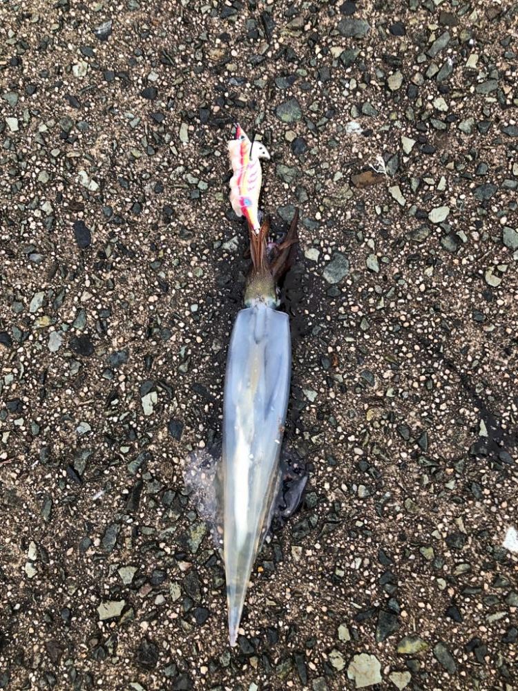 餌巻きエギング!